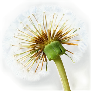 Dandelion Seed Head PNG 05242024
