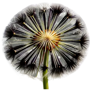 Dandelion Seed Head PNG 05242024