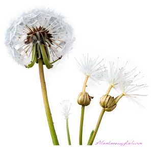 Dandelion Seed Head PNG Dmv