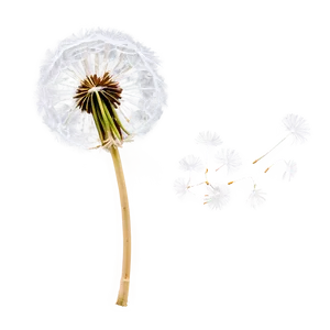 Dandelion Seed In Wind PNG Ekn33