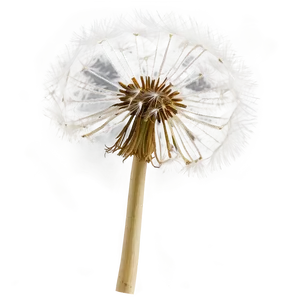 Dandelion Seed Pod PNG 54