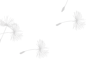 Dandelion Seeds Adrift Vector PNG image