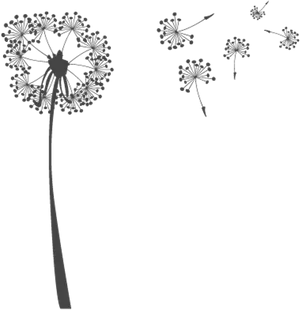 Dandelion Seeds Blowing In Wind