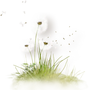 Dandelion Seeds Blowingin Wind PNG image