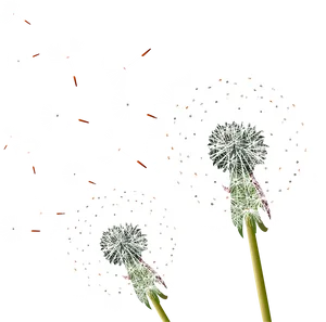 Dandelion Seeds Blowingin Wind