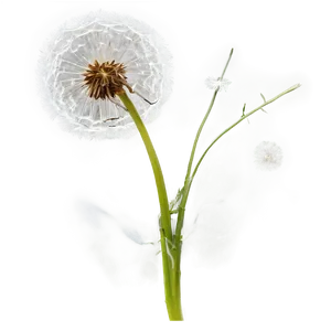 Dandelion Silhouette PNG 05242024