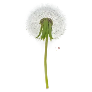 Dandelion Silhouette PNG 80