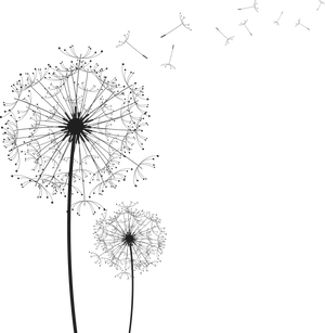 Dandelion Silhouettes Blowingin Wind