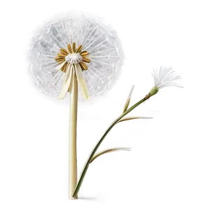 Dandelion Symbolism Art PNG Ngi39 PNG
