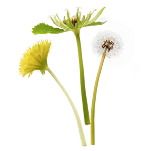 Dandelion Tea Leaf PNG Bab64 PNG