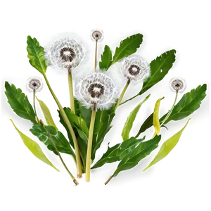Dandelion Tea Leaf PNG Jih
