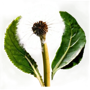 Dandelion Tea Leaf PNG Yex