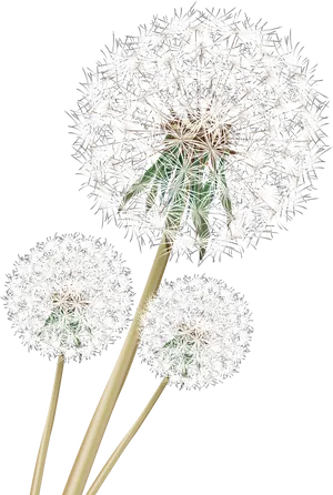 Dandelion_ Trio_ Against_ Teal_ Background.png PNG image