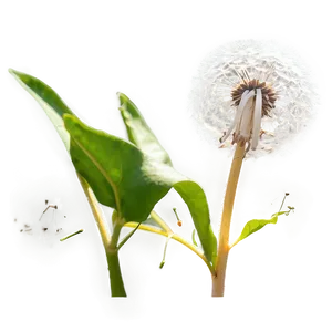 Dandelion Under The Sun PNG Bsr5 PNG