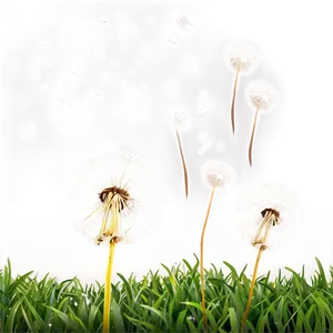 Dandelion Wishes PNG 06292024 PNG