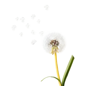Dandelion Wishes PNG 48