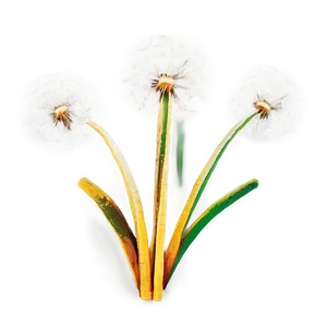 Dandelion Wishes PNG 53