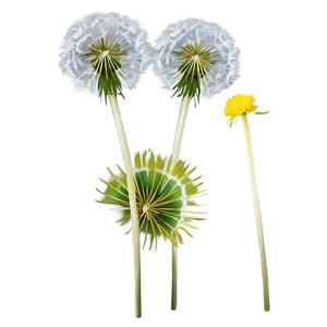 Dandelions B PNG image