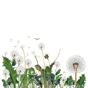 Dandelions C PNG image