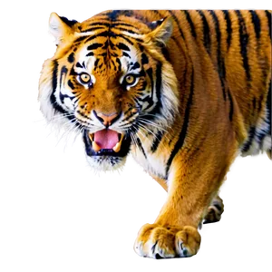 Dangerous Tiger Expression PNG Pvw57
