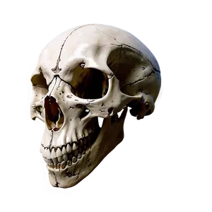 Dark Animal Skull Artwork PNG Bmj PNG
