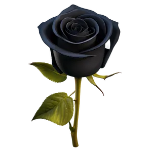 Dark Elegance Black Roses PNG Npr PNG