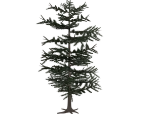 Dark Fir Tree Silhouette