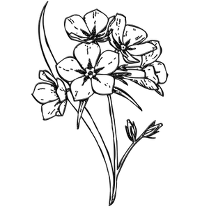 Dark Floral Sketch