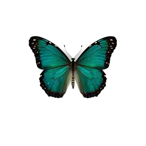 Dark Green Butterfly PNG Vix58 PNG