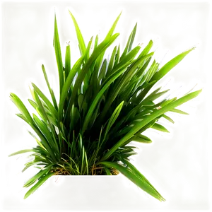 Dark Green Grass Png 72 PNG image