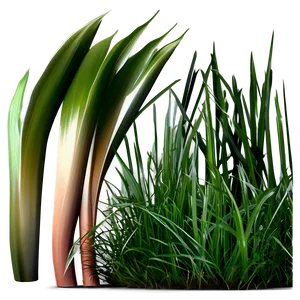 Dark Green Grass PNG Oci75 PNG