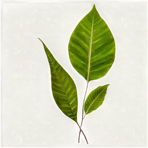 Dark Leaves PNG Alk