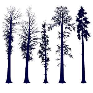 Dark Moody Forest Trees PNG Irr29 PNG