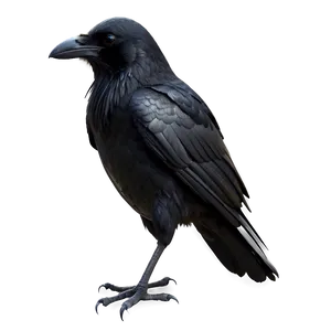 Dark Ominous Crow Png 65 PNG image