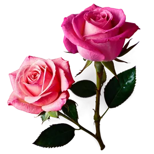 Dark Pink Rose PNG 05242024