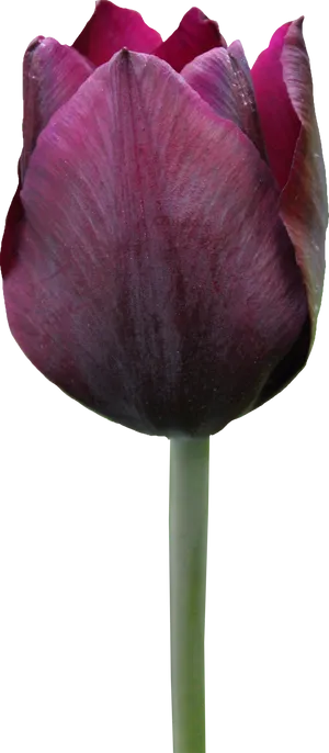 Dark Purple Tulip Single Stem PNG image