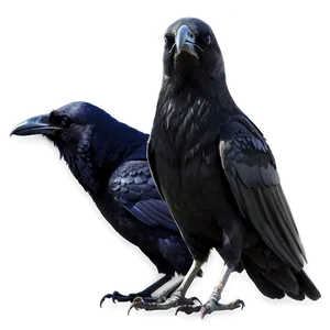 Dark Raven PNG Rrt