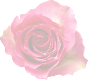 Dark Red Rose Black Background.jpg