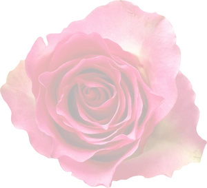 Dark Red Rose Black Background.jpg