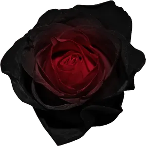 Dark Red Rose Image PNG image