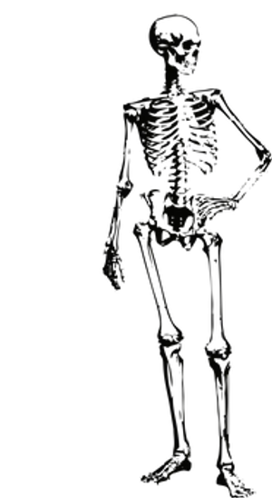 Dark Silhouetteof Human Skeleton PNG image