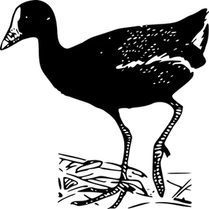 Darkened Image Error