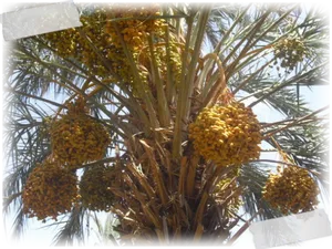 Date Palm Fruit Bunches PNG image