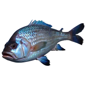 Dead Fish Aesthetic Png 06132024 PNG image