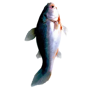 Dead Fish B PNG image