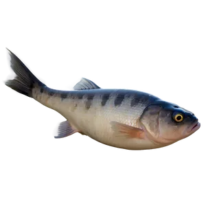 Dead Fish Dead Sea PNG Ifi22