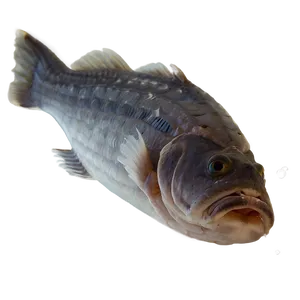 Dead Fish Dead Sea PNG Prm38