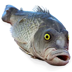 Dead Fish Environmental Disaster PNG 06132024