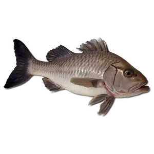 Dead Fish Habitat Destruction PNG 27