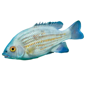 Dead Fish In Aquarium Png Smg PNG image